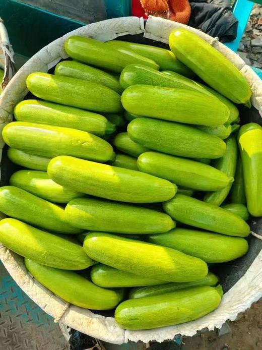 周日取货：【西葫芦瓜】一份约3.5斤左右，肉质紧实脆嫩，新鲜采摘，营养丰富。 商品图2