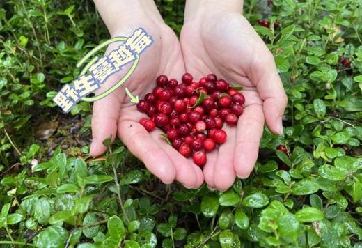 悦怡然野生蔓越莓干 商品图9