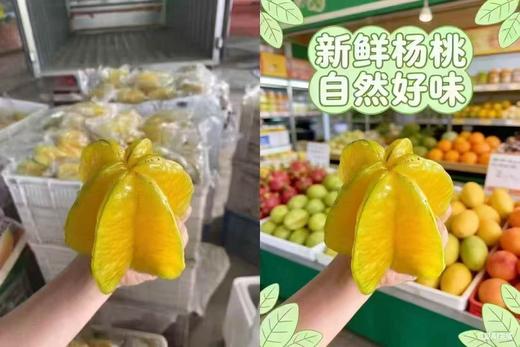 周一取货：【树熟杨桃】一盒1.8斤左右，入口清香，水份充盈！果肉细腻多汁！ 商品图2