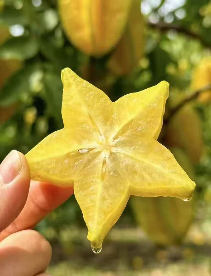 周一取货：【树熟杨桃】一盒1.8斤左右，入口清香，水份充盈！果肉细腻多汁！