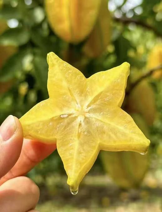 周一取货：【树熟杨桃】一盒1.8斤左右，入口清香，水份充盈！果肉细腻多汁！ 商品图0
