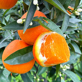 特惠活动『秭归福罗斯特脐橙』江边果园，新鲜春橙，浓甜爆汁，肉嫩无籽