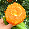 特惠活动『秭归福罗斯特脐橙』江边果园，新鲜春橙，浓甜爆汁，肉嫩无籽 商品缩略图2