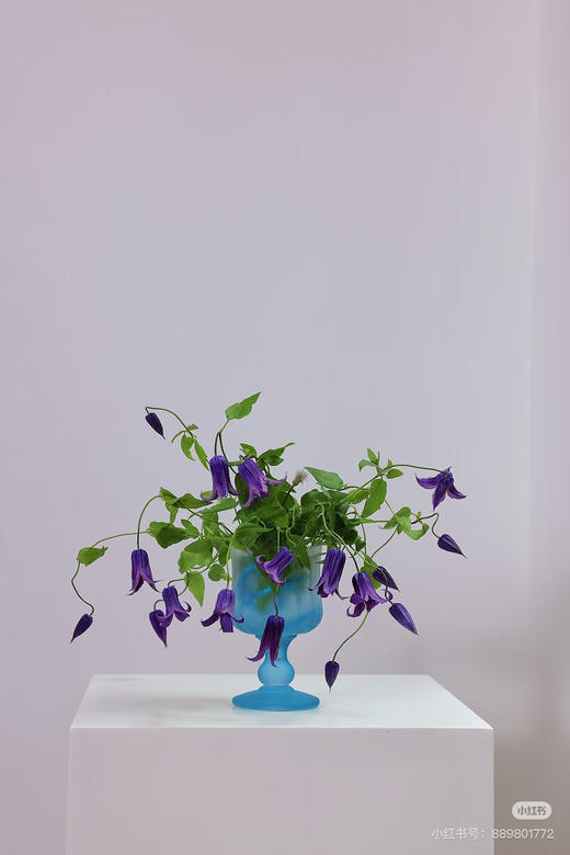 【稀少品】国产铁线莲-如古 约10枝/扎（新品） 商品图3