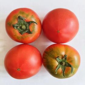 生态小红番茄 西红柿 口感佳 脆甜回甘 甜度高 汁水足 风味浓 生食比水果还好吃