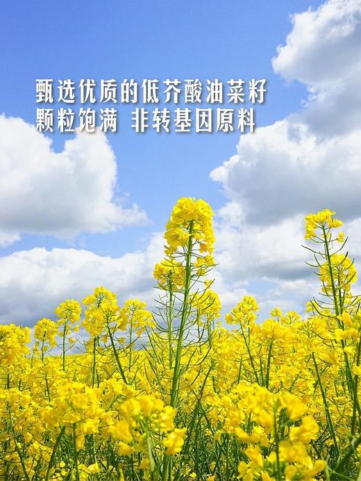 MM 山姆 鲁花 小榨香低芥酸菜籽油 5.28升 商品图4