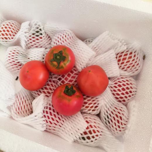 生态小红番茄 西红柿 口感佳 脆甜回甘 甜度高 汁水足 风味浓 生食比水果还好吃 商品图2