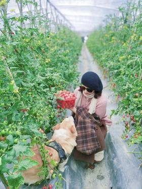 闪照第613期 像一棵树