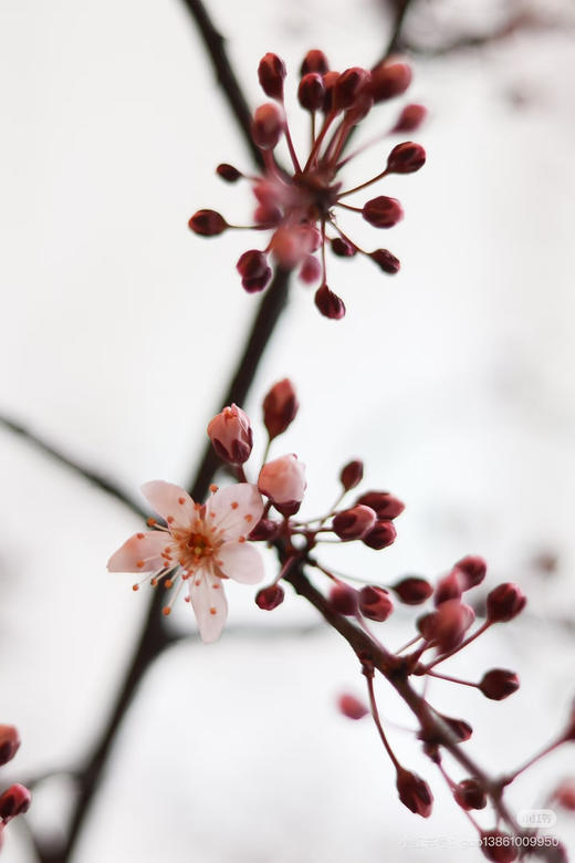 【交换春天】紫叶李花 若干枝/扎 商品图5