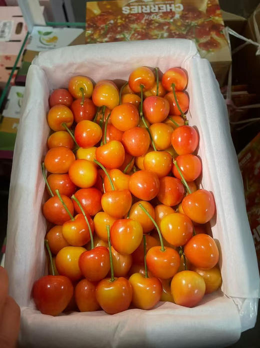 黄樱桃，鲜美脆甜 商品图5