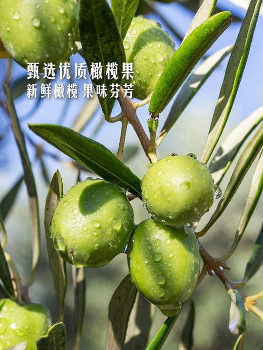 MM 山姆 Member's Mark 特级初榨橄榄油 3L 商品图4
