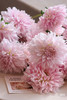 【新花派】大丽花~陈映君 嫩粉色 约5枝/扎 商品缩略图5