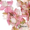 配花 | 千鸟飞燕双色粉 商品缩略图4