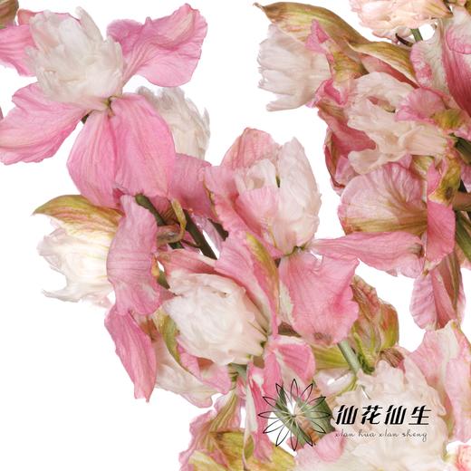 配花 | 千鸟飞燕双色粉 商品图4