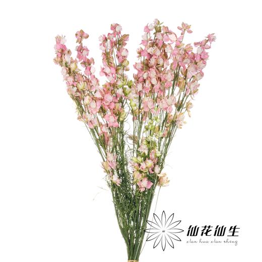 配花 | 千鸟飞燕双色粉 商品图1