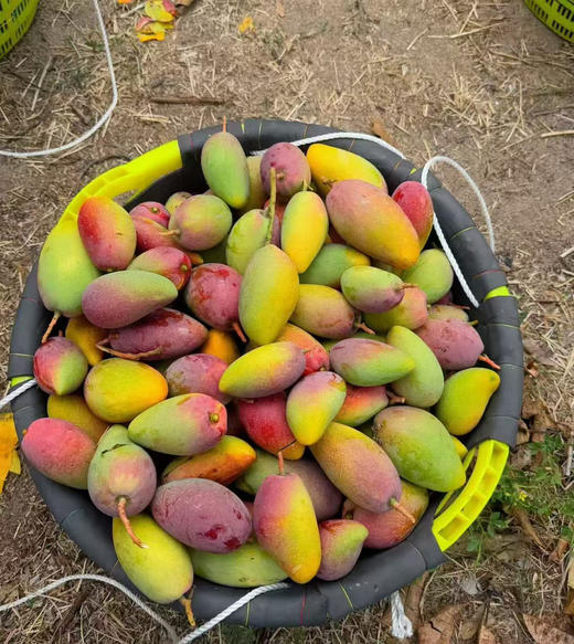 芒果届的小可爱| 小金凤
这款个头mini的芒果叫金凤～它果香浓郁、纯甜、肉厚、细嫩无丝、核薄如纸，是海南贵妃芒的改良品种丹妮果核很小很薄，七彩颜色的颜值，美味多汁的口感，颜值与口感并存！净2斤/盒 商品图2