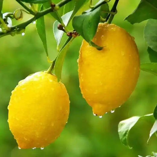 在春天生发。生姜柠檬组合。 商品图1