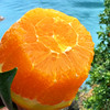 特惠活动『秭归福罗斯特脐橙』江边果园，新鲜春橙，浓甜爆汁，肉嫩无籽 商品缩略图1