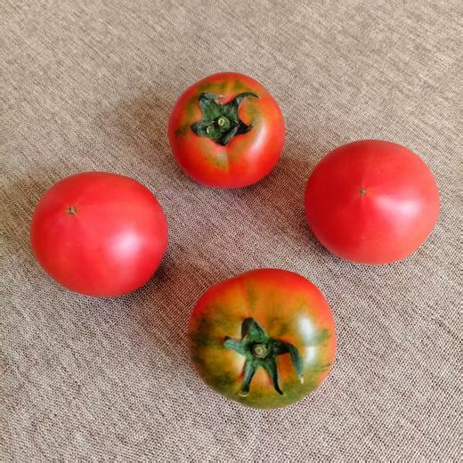 生态小红番茄 西红柿 口感佳 脆甜回甘 甜度高 汁水足 风味浓 生食比水果还好吃 商品图3