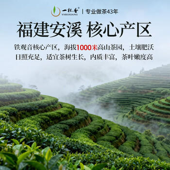 一杯香茶叶乌龙茶铁观音安溪特级清香型250g礼盒装送礼自己喝散装茗茶 /水饮冲调 /茗茶 /铁观音 商品图1