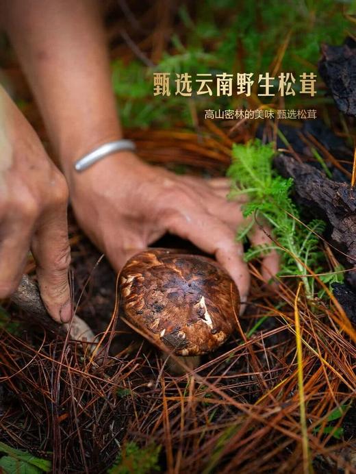 MM 山姆 太太乐 松茸醇鲜调味料 360g（120g*3） 商品图4
