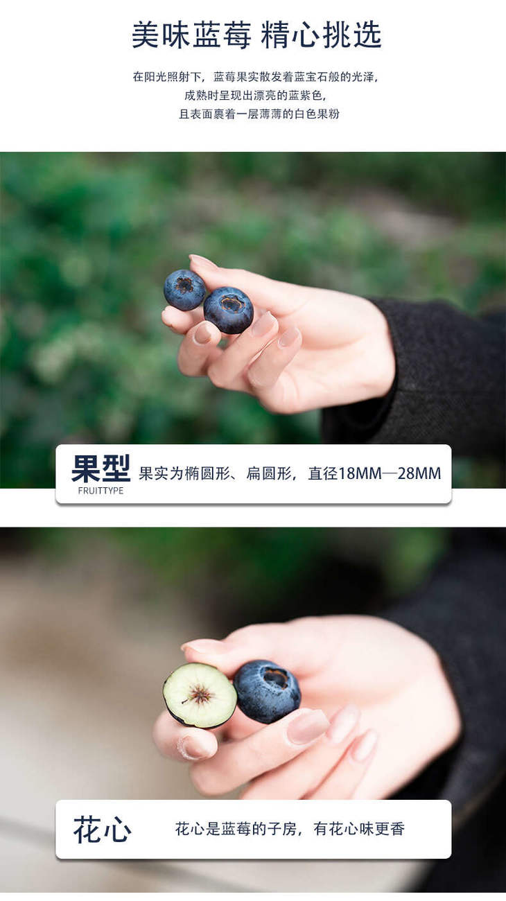 蓝莓详情页_06.jpg