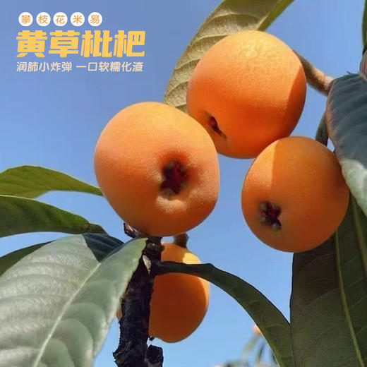 攀枝花米易黄草枇杷 商品图1