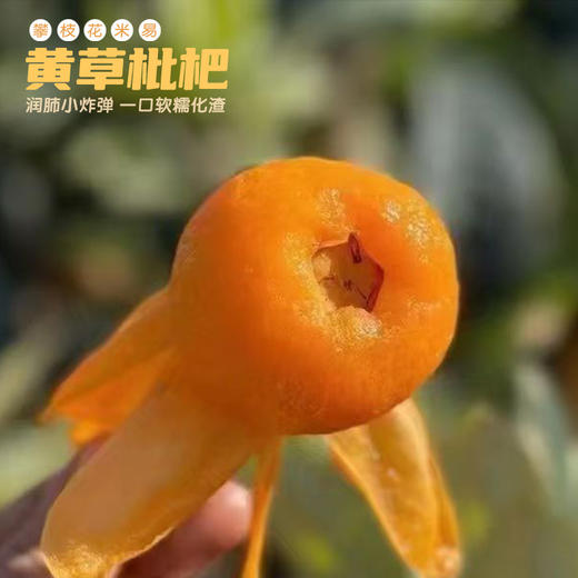 攀枝花米易黄草枇杷 商品图2