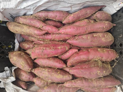 『海南桥头地瓜』新鲜采挖，粉糯细腻，红薯界的爱马仕 商品图1