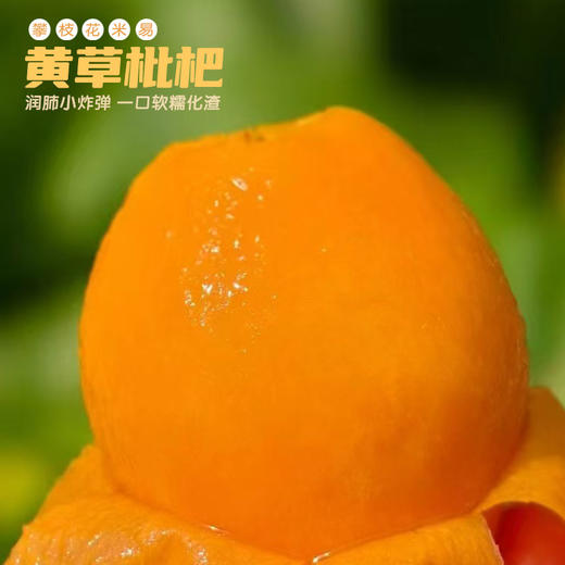 攀枝花米易黄草枇杷 商品图4