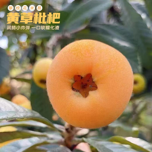 攀枝花米易黄草枇杷 商品图3