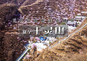 1日｜千灵山｜600亩山桃花の京西南第一崇山千灵山-芦潭古道13公里<初级>