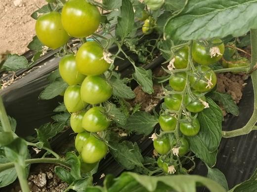 「一口惊艳」晴甜2号·完熟小绿番圣女果 txa 商品图5