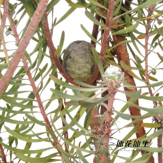 叶材 | 婆娑叶 商品图1