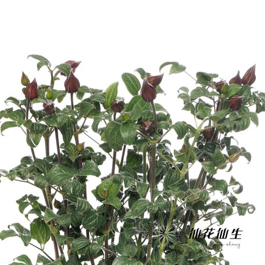 配花 | 铁线莲幸福之鸟 商品图3