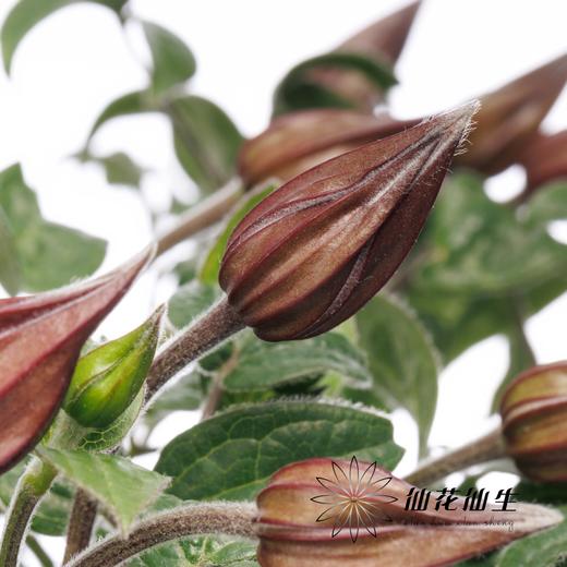 配花 | 铁线莲幸福之鸟 商品图2