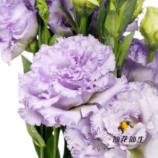 洋桔梗 | 农民浅紫 商品图3