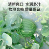 【广东"小兰"黄瓤西瓜】籽少 + 倍甜 + 薄皮 + 多汁 瓜香浓郁 | 顺丰直发DB 商品缩略图3