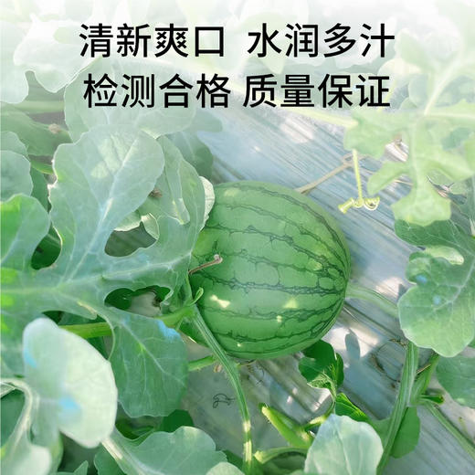 【广东"小兰"黄瓤西瓜】籽少 + 倍甜 + 薄皮 + 多汁 瓜香浓郁 | 顺丰直发DB 商品图3