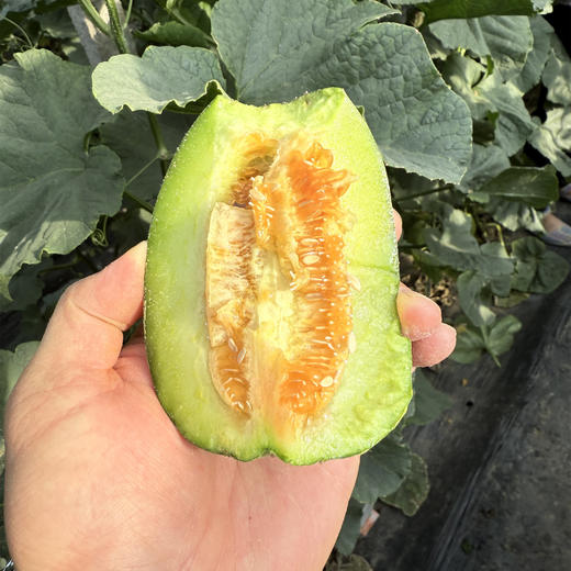 【预计6号左右采摘】三代羊角蜜丨 只采头茬果， 瓜味正，酥脆可口。不催熟，不膨大，熟度高，就是个头小，轻微干疤蹭伤不影响食用，介意慎拍！⭐️京东快递 商品图6