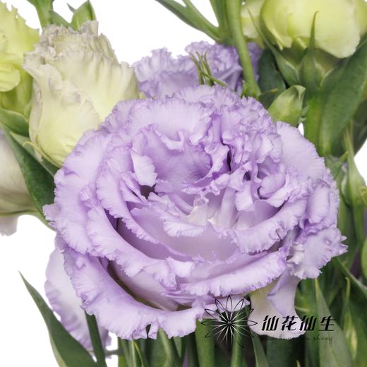 洋桔梗 | 农民浅紫 商品图1