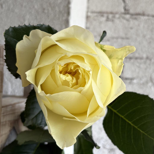 玫瑰-----窒息 商品图5