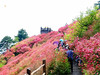 【麻城杜鹃2日】大别山巅的红霞盛宴の麻城龟峰山杜鹃群-安徽天堂寨 商品缩略图6