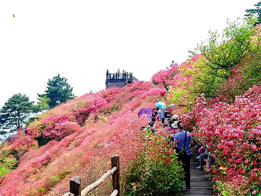 【麻城杜鹃2日】大别山巅的红霞盛宴の麻城龟峰山杜鹃群-安徽天堂寨 商品图6