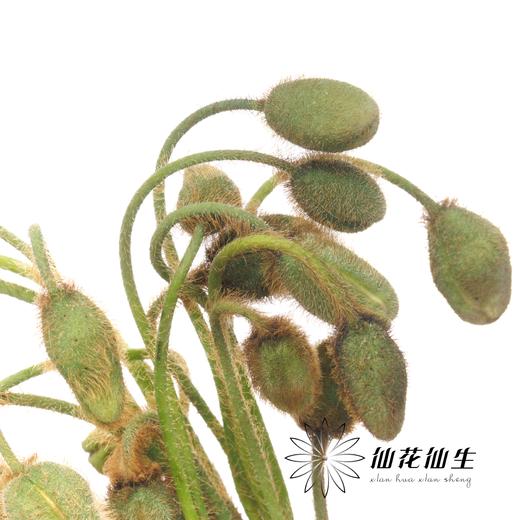 配花 | 迷你虞美人 商品图2