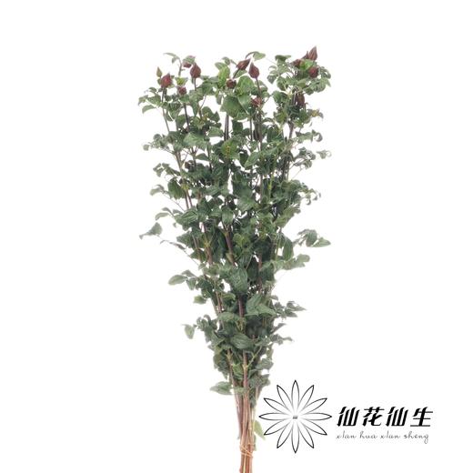 配花 | 铁线莲幸福之鸟 商品图1