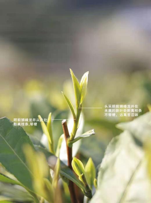 【明前西湖龙井茶】【26年头茬】 采自龙井茶核心产区——狮峰山 市价每斤在4000元以上 一标一码可验真伪 商品图2