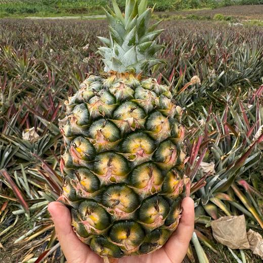 冬蜜凤梨丨即使青皮也可以食用，甜度高，无明显酸味，一口惊艳。⭐️顺丰快递 商品图8