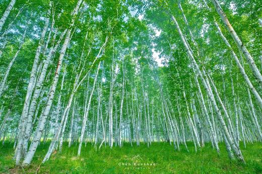 (春季）呼伦贝尔、大兴安岭·毕拉河+阿里河+根河+额尔古纳+满洲里杜鹃花海行摄之旅 商品图3