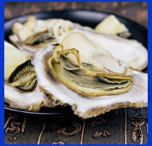 乳山鲜肥生蚝 5斤礼盒装（带壳发货） 商品图7